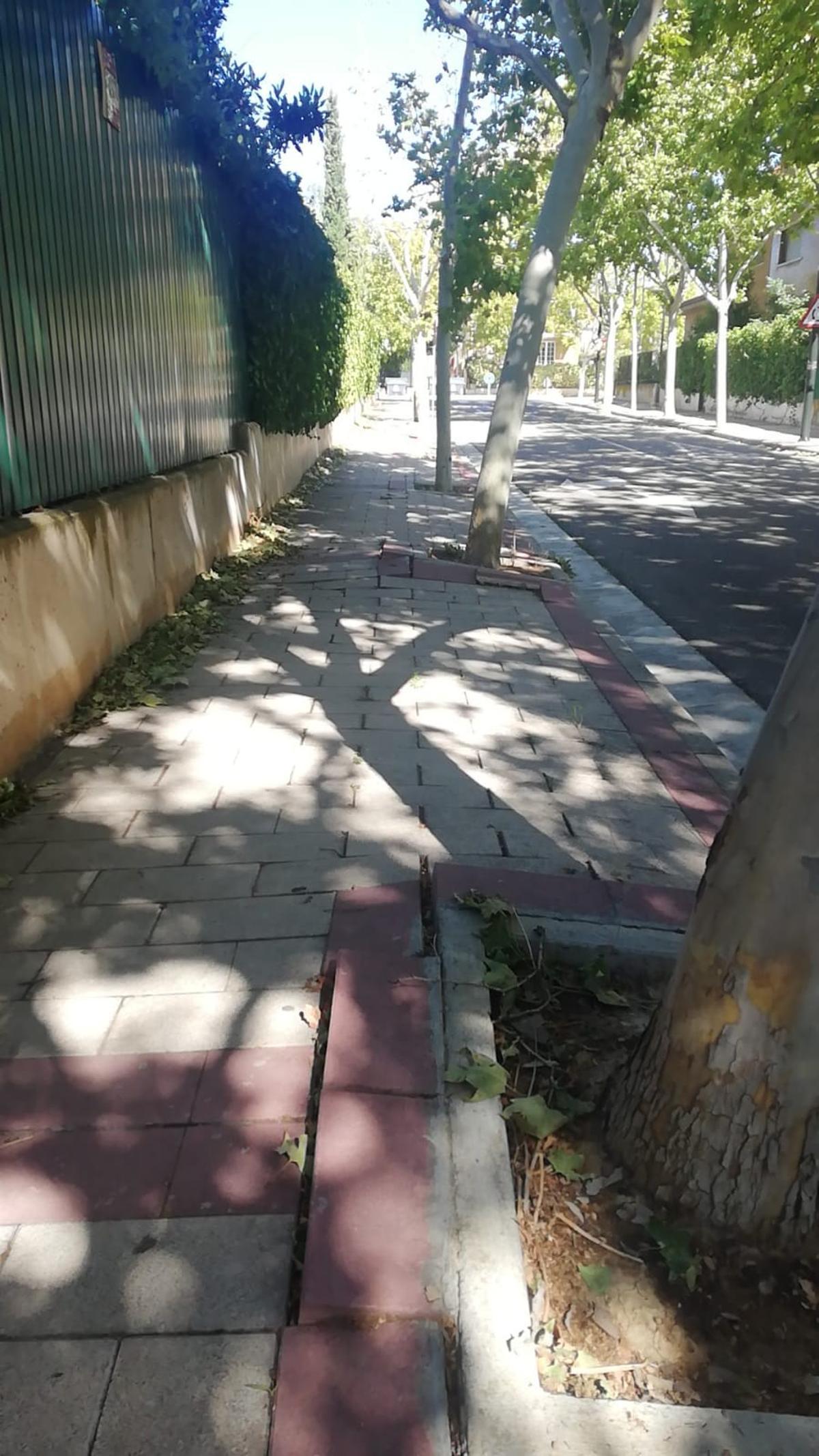 Aceras levantadas por las raíces de los plataneros en el barrio de Montecanal.