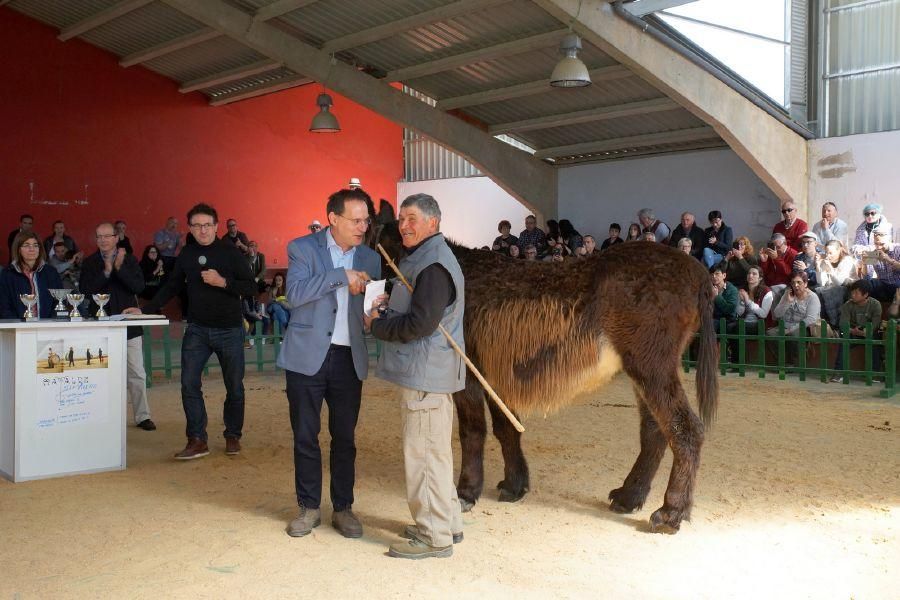 Feria del burro en San Vitero y romería