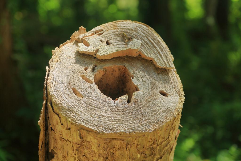 El baumkuchen imita las anillas de los árboles.