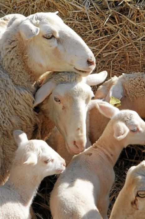 Eine Kooperative sorgt dafür, dass nur zertifiziertes Fleisch auf den Tellern landet.