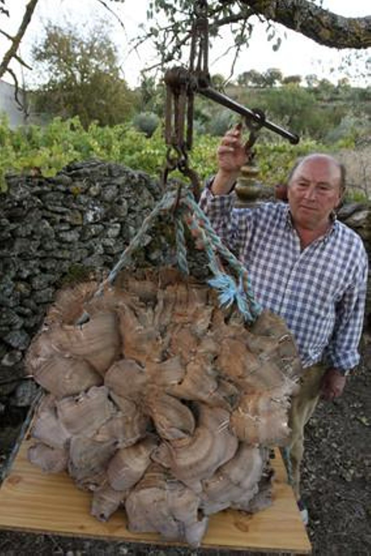 Alejandro Zamarreño amb el bolet de 25 quilos que ha trobat a La Alameda de Gardón (Salamanca). Alejandro Zamarreño amb el bolet de 25 quilos que ha trobat a La Alameda de Gardón (Salamanca).