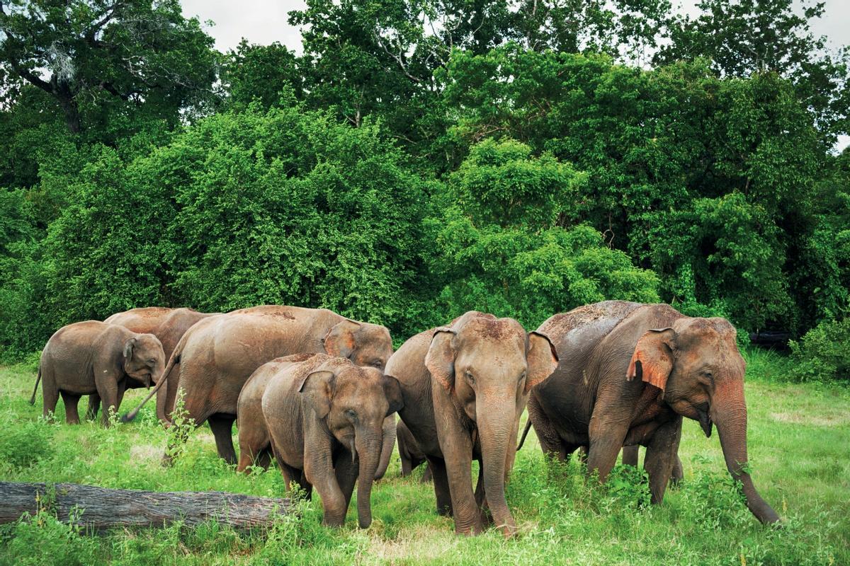 Elefantes en el Parque Nacional de Minneriya, Sri Lanka