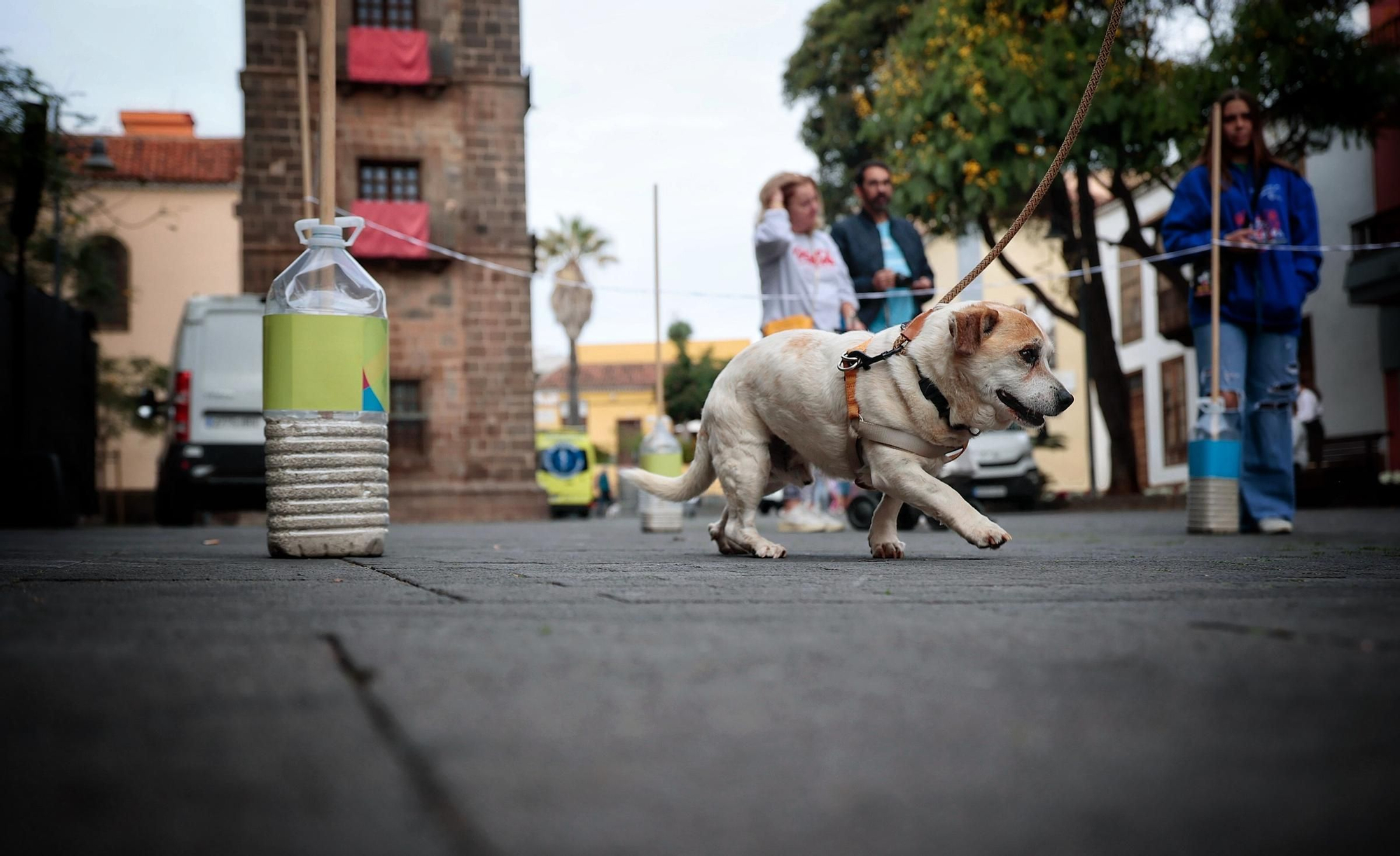 Feria de la Adopción Responsable de Animales de Compañía