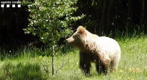 Un oso problemático cerca de la carretera del Port de la Bonaigua