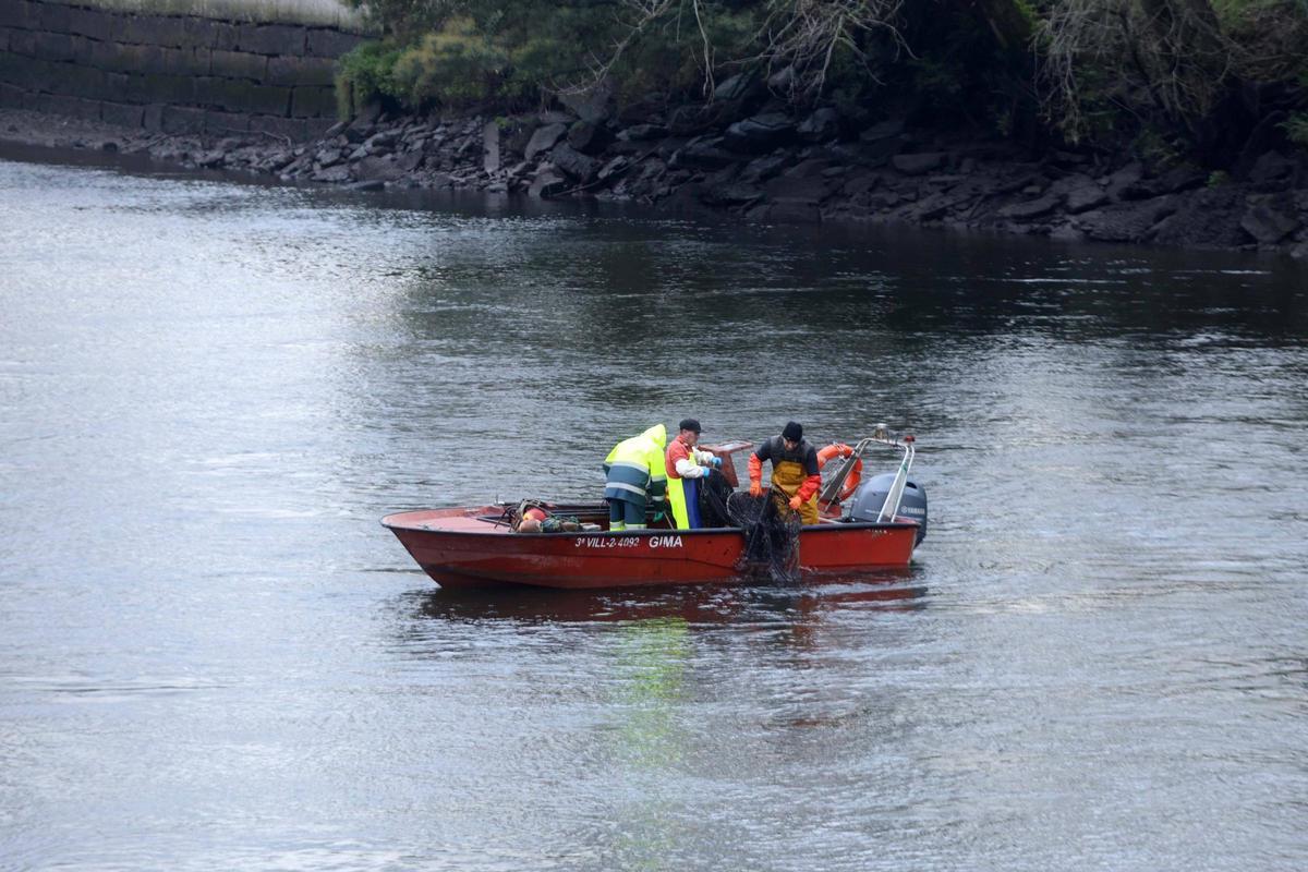 Así se pescan las primeras lampreas de la temporada.