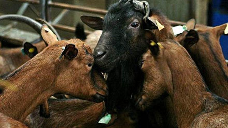 Cabras en el interior de una explotación ganadera.