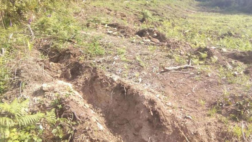 Trabajos de tala y plantación en el entorno del castro protegido de Herves, en Carral.