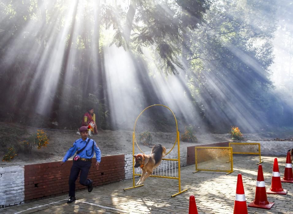 Nepal venera a los perros en el festival Tihar