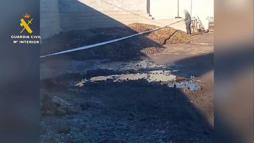 Vídeo | Así fue la operación de incautación de 15 toneladas de aceitunas en Salvatierra de Santiago