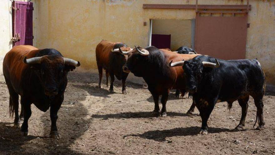 La Feria de la albahaca abre el verano taurino en Aragón