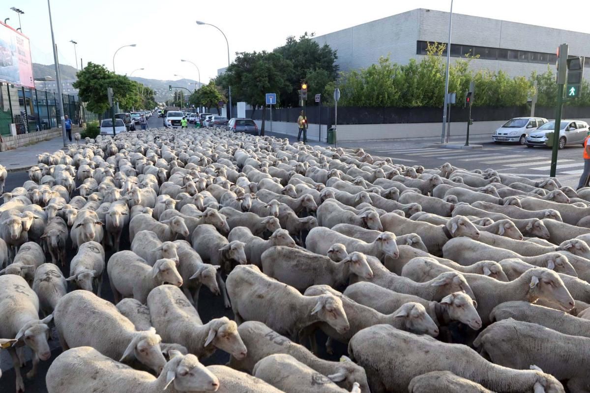 Las ovejas, a su paso por Córdoba