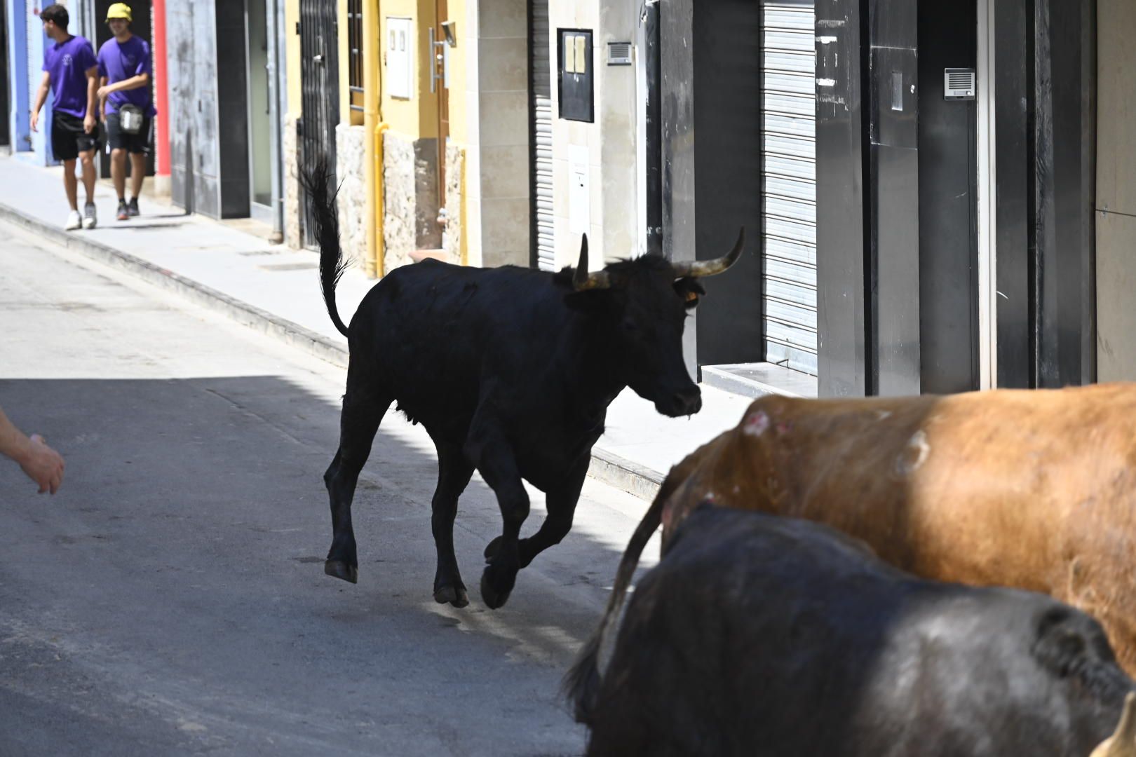 El ‘bou’ toma protagonismo mañana, tarde y noche en el Grau en fiestas