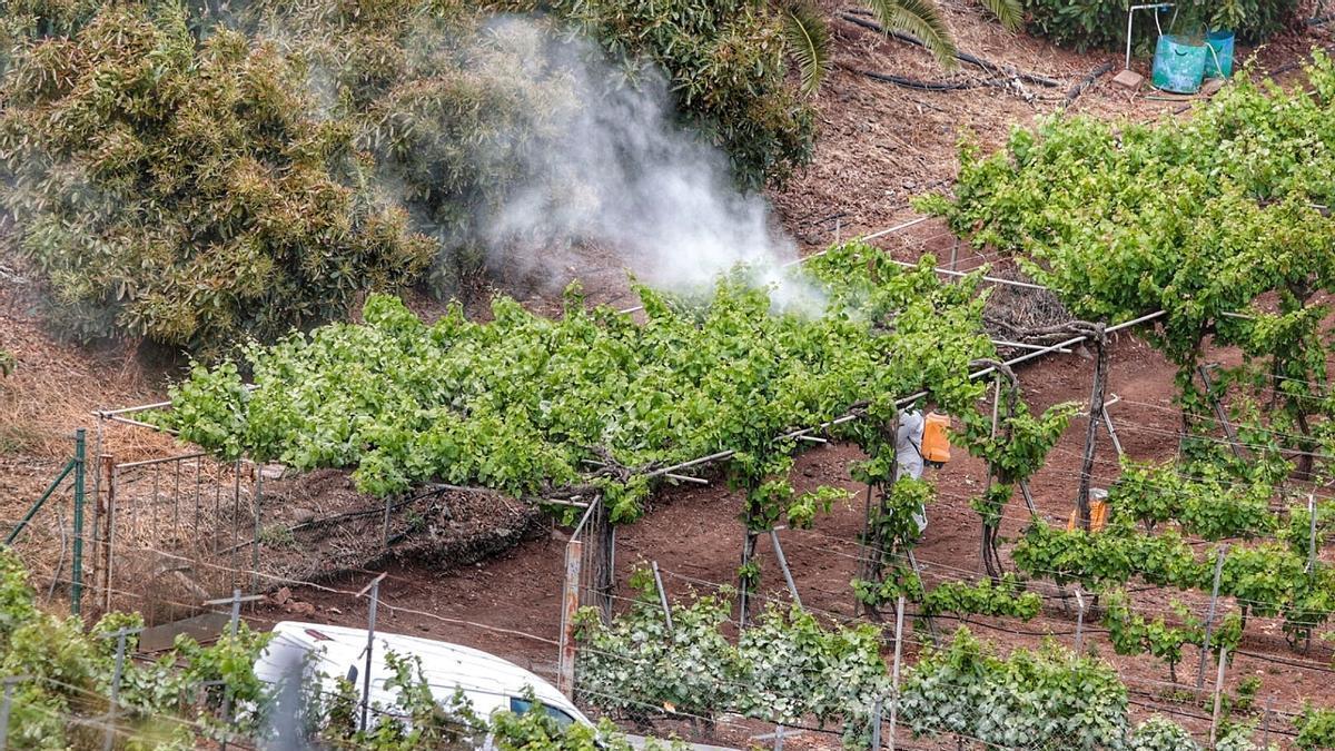 Un agricultor fumiga la viña en su finca de Tenerife.