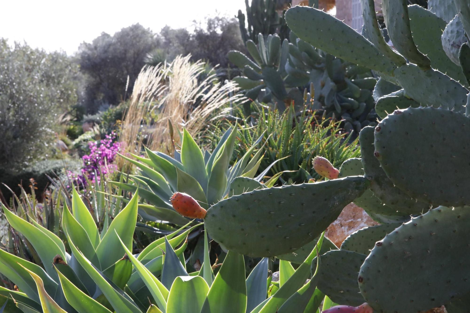 Ein Garten auf Mallorca ganz in Öko