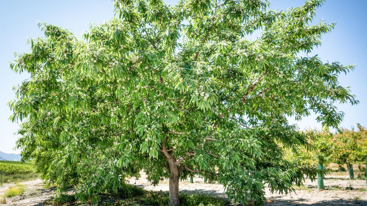 La variedad de almendro Penta será cultivada en Ucrania.