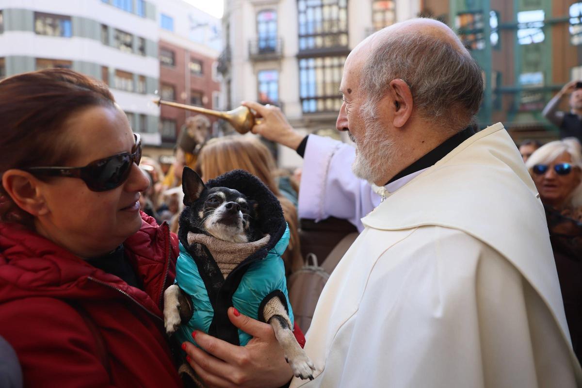 EN IMÁGENES: Oviedo bendice a sus mascotas por San Antón
