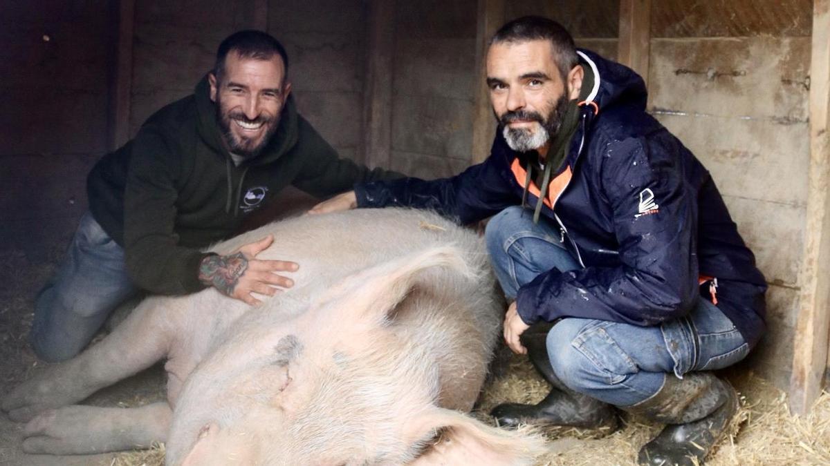 Ismael López i Coque Fernández amb un dels porcs seleccionats genèticament pel consum de carn (pesa uns 400 quilos) que viu al Santuari Gaia