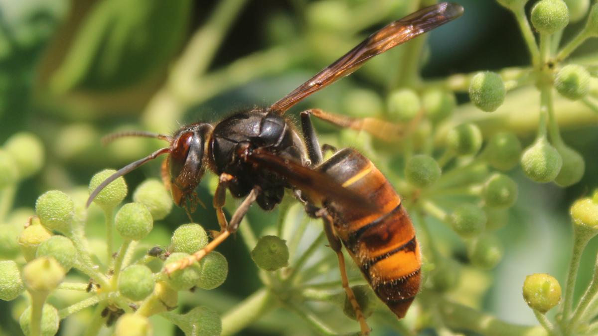 Exemplar de vespa velutina, que instal·la els seus nius a les branques altes dels arbres
