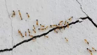 ¿Por qué hay hormigas en tu casa? Esto es lo que haces mal