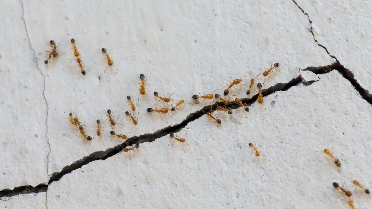 ¿Por qué hay hormigas en casa?