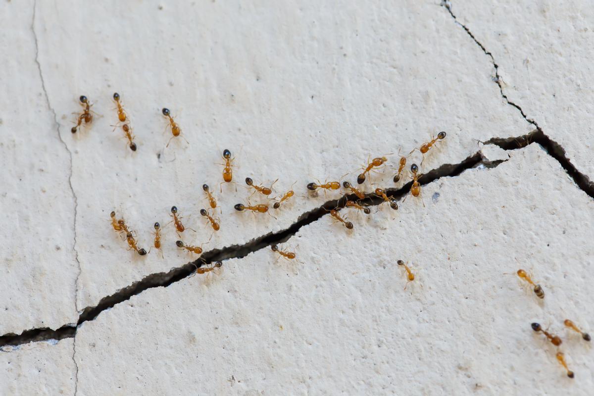 Trucos caseros para eliminar las hormigas en casa