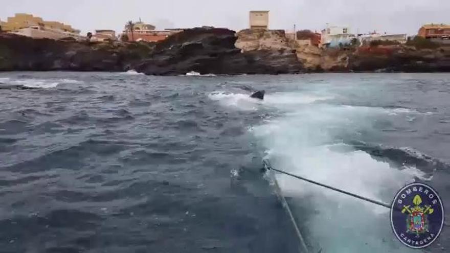 Remolque del cachalote de Cabo de Palos