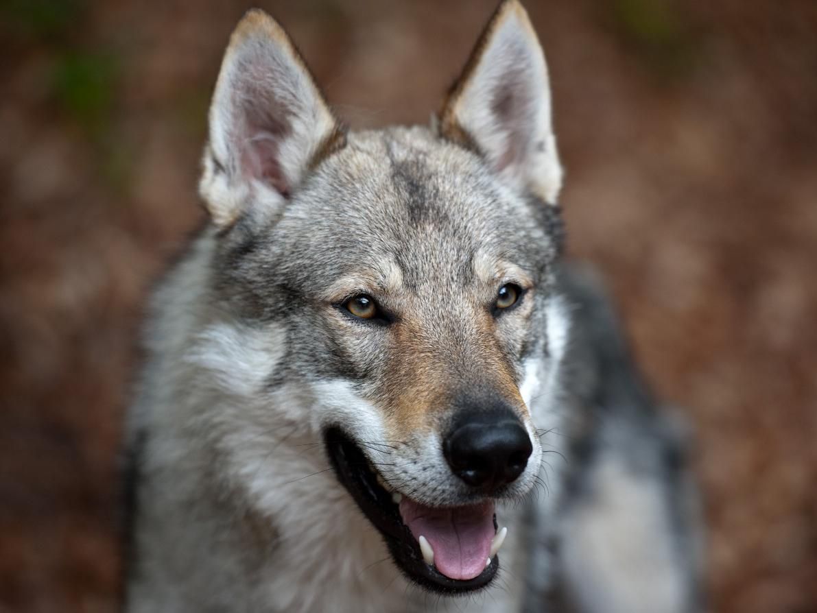 un lobo como perro