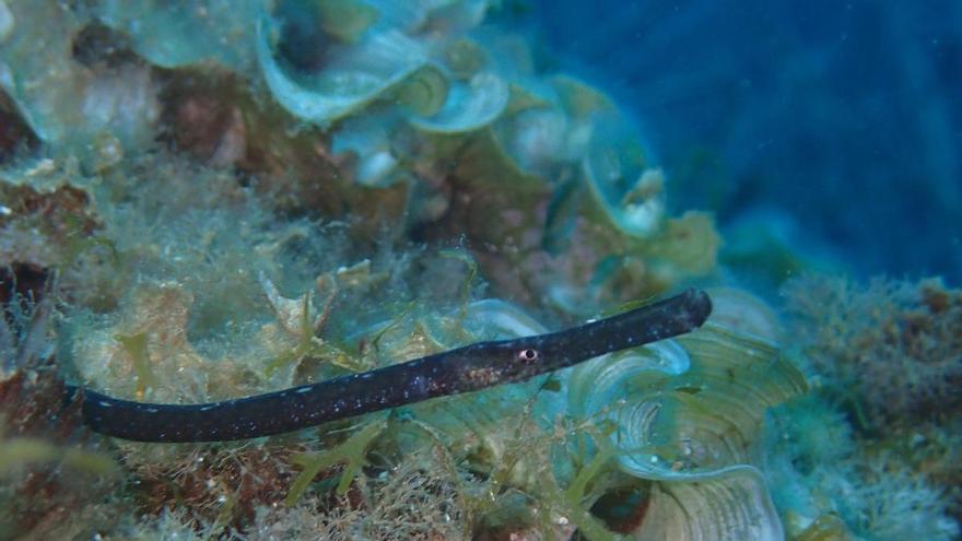 Liberan 55 peces pipa en el mar en Baleares en un proyecto de conservación