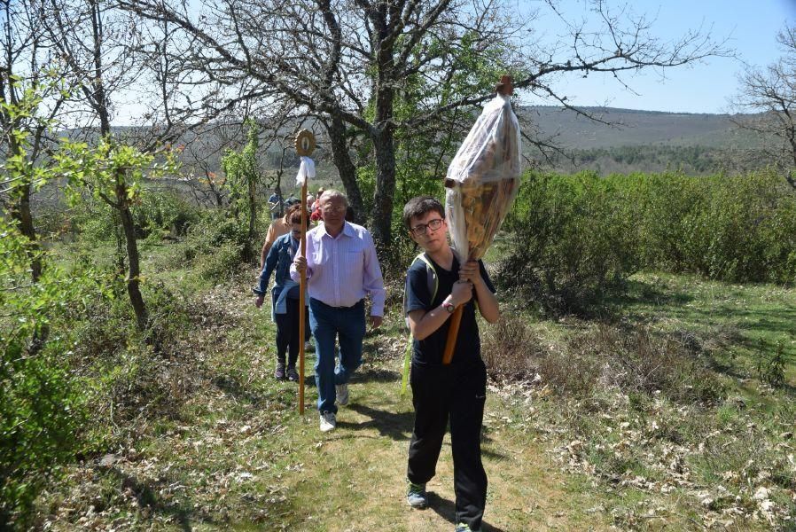 Romería de San Blas y San Mamés en Tábara