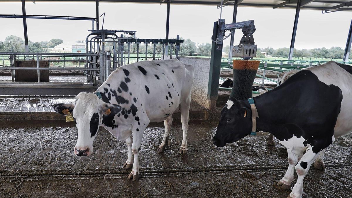 VÍDEO | Las vaquerías de Mallorca, tras el cierre de Agama: “No nos han dado margen de reacción”