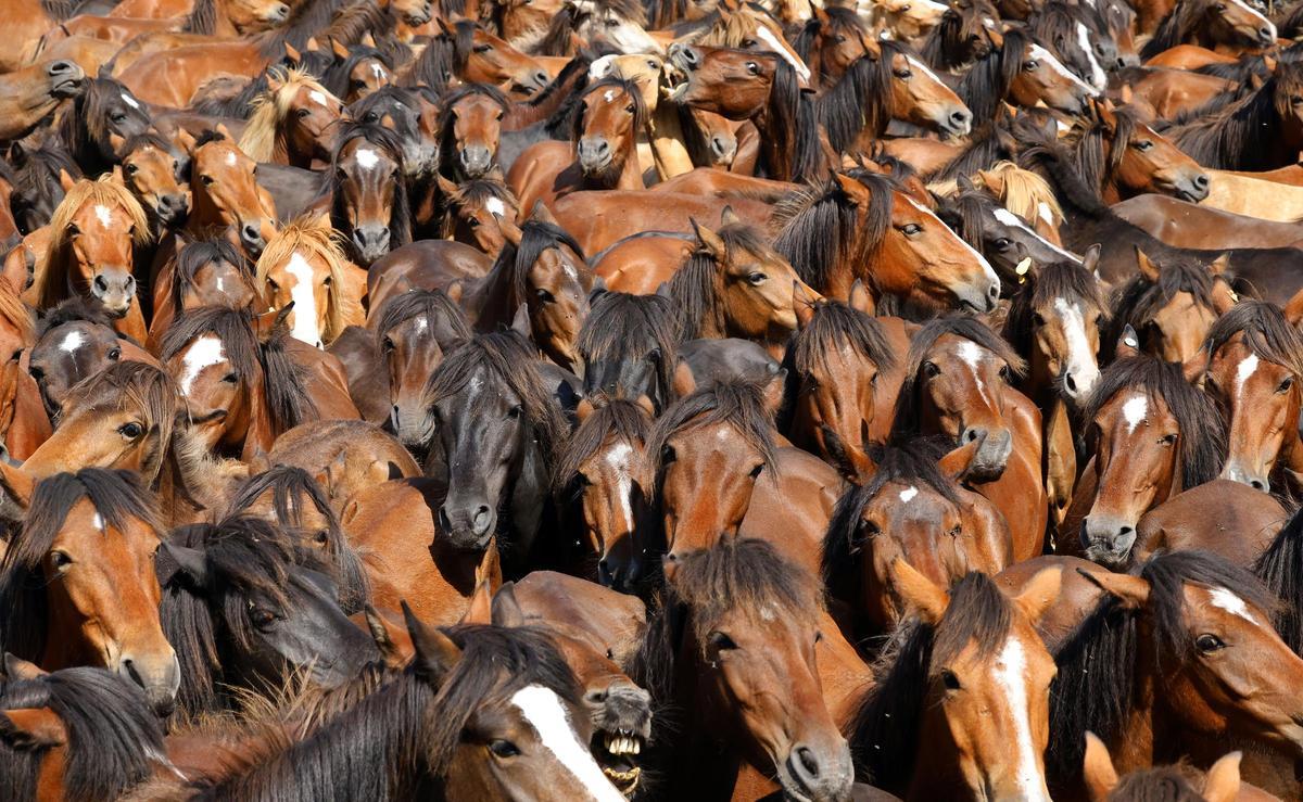 El curro de Mougás reúne a 550 caballos