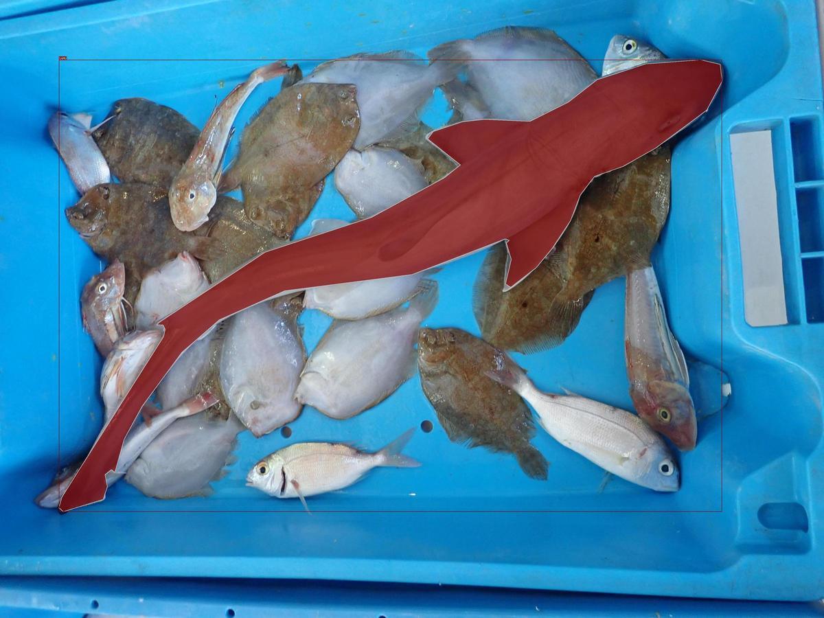 Imagen de especies de elasmobranquios captadas en lonjas españolas y procesadas con la aplicación e-Lasmobranc