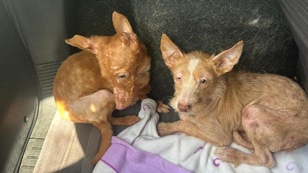 Algunos de los animales tienen sarna.