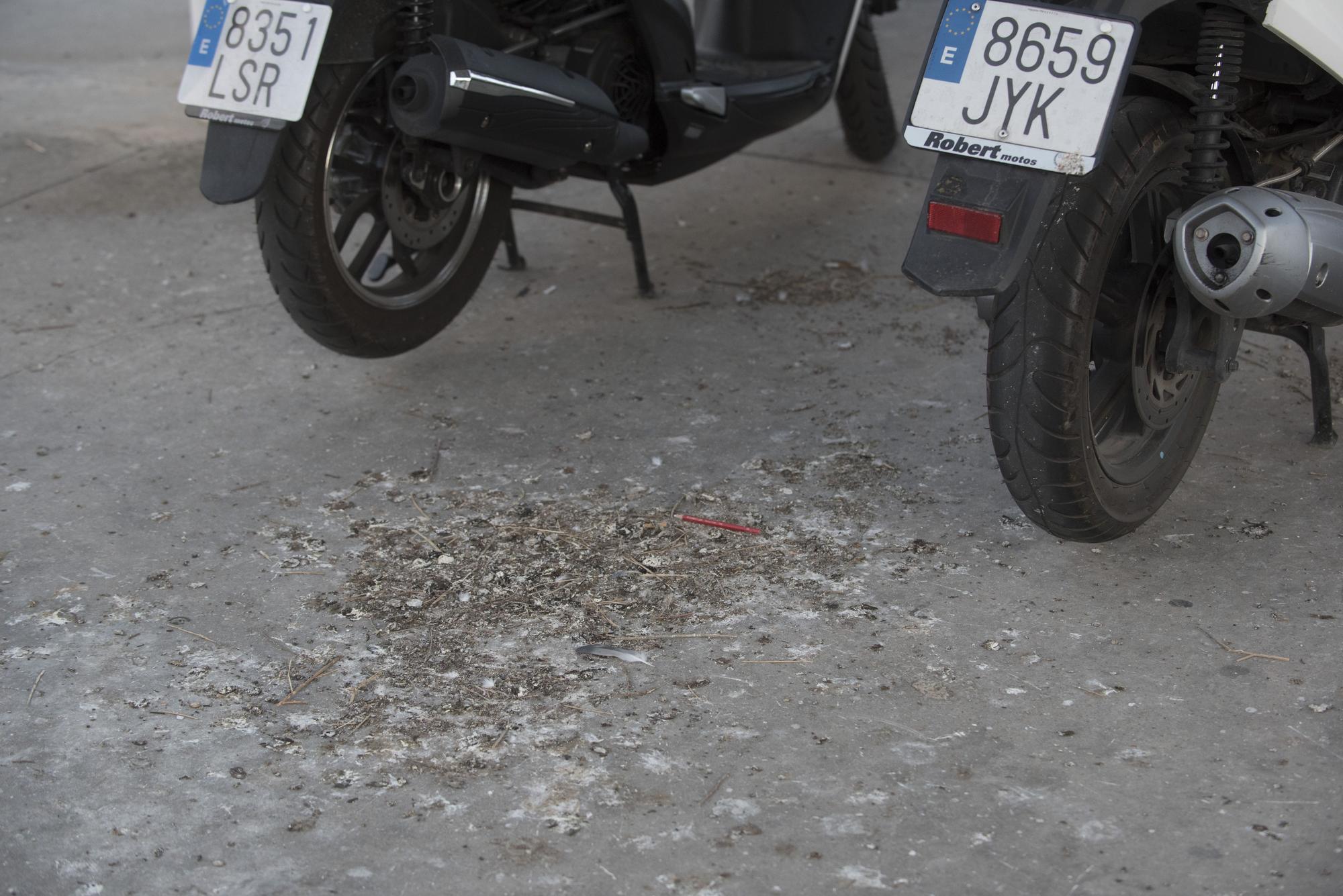 Excrements de coloms a carrers de Manresa