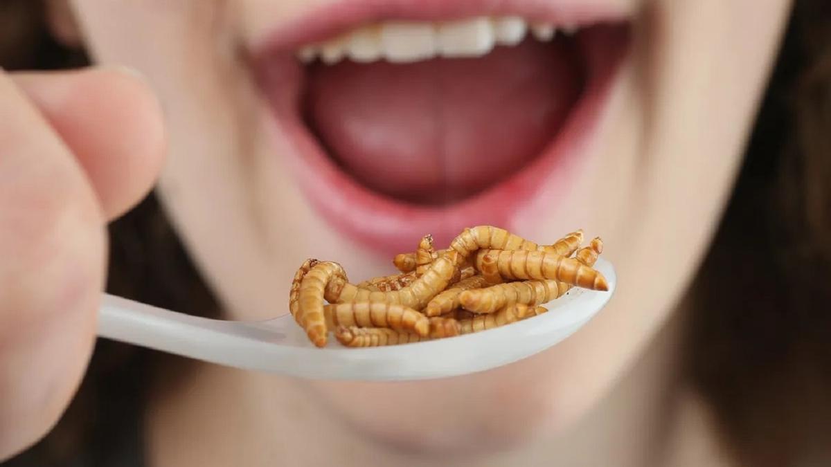 Ya es legal comer larvas de escarabajo en la UE, cuarto insecto autorizado