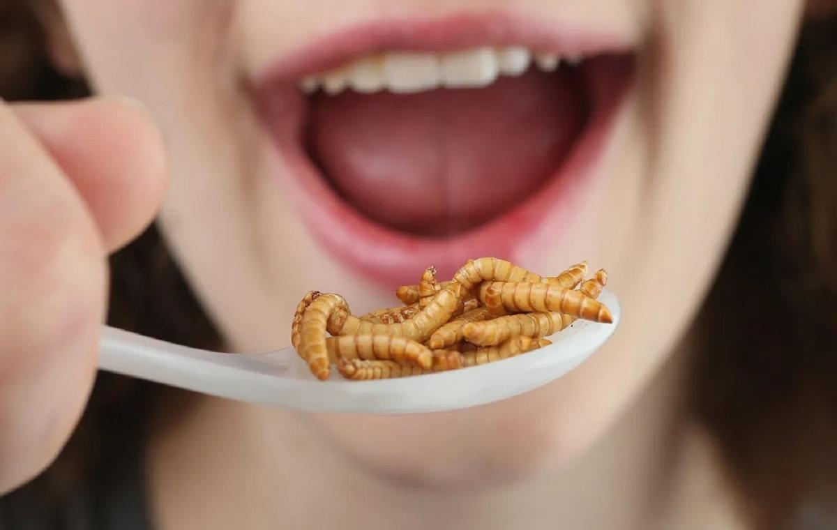 Els nous insectes autoritzats per al consum humà que ha aprovat Europa