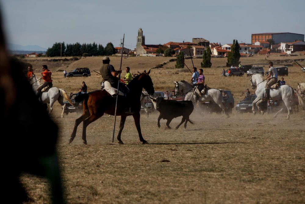 Encierro campero Pereruela