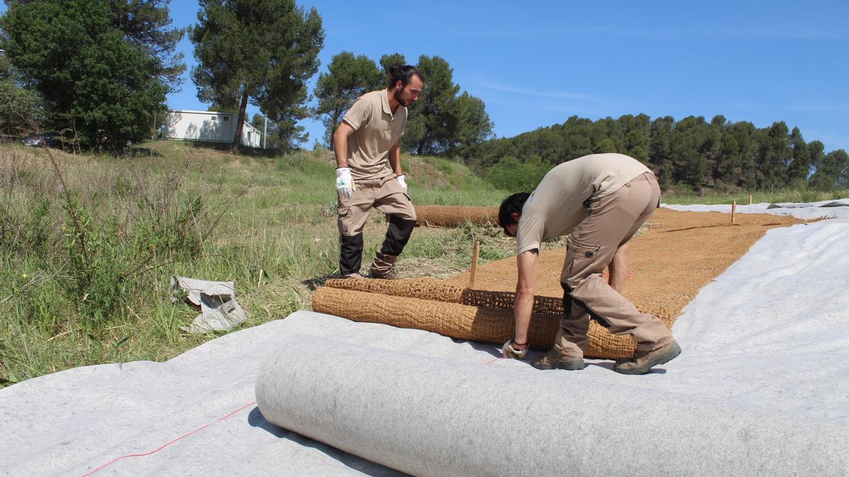 Tècnics cobreixen una població de canyes amb la malla de llana i una xarxa de coco