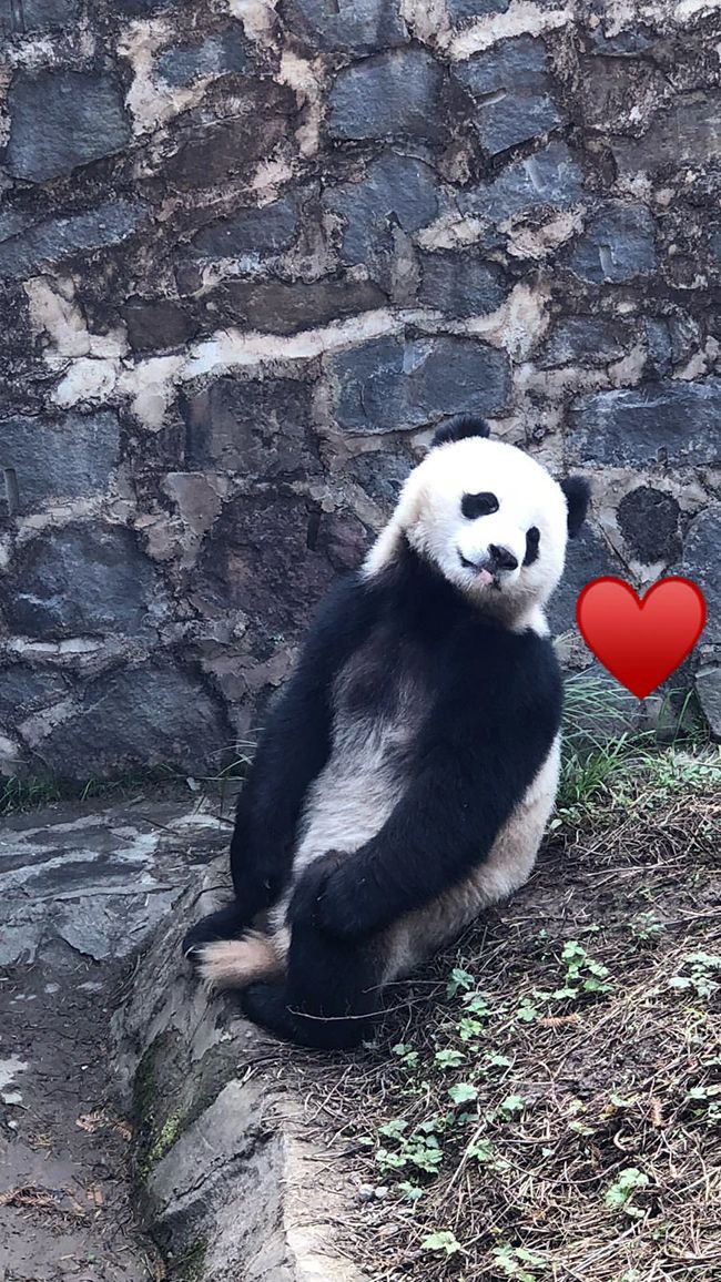 La foto de un oso panda de David Beckham