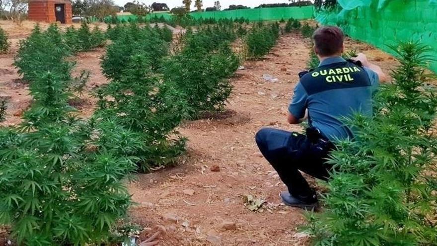 Tres detenidos por cultivar 740 plantas de marihuana en Montijo