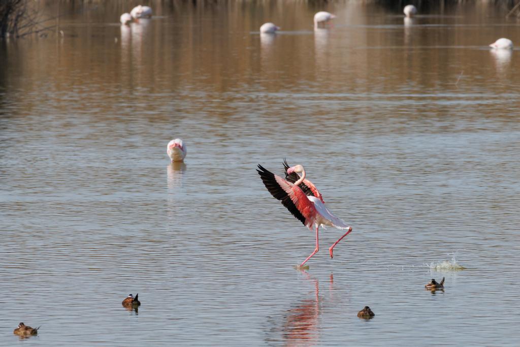 El Hondo es un lugar perfecto para ver flamencos.