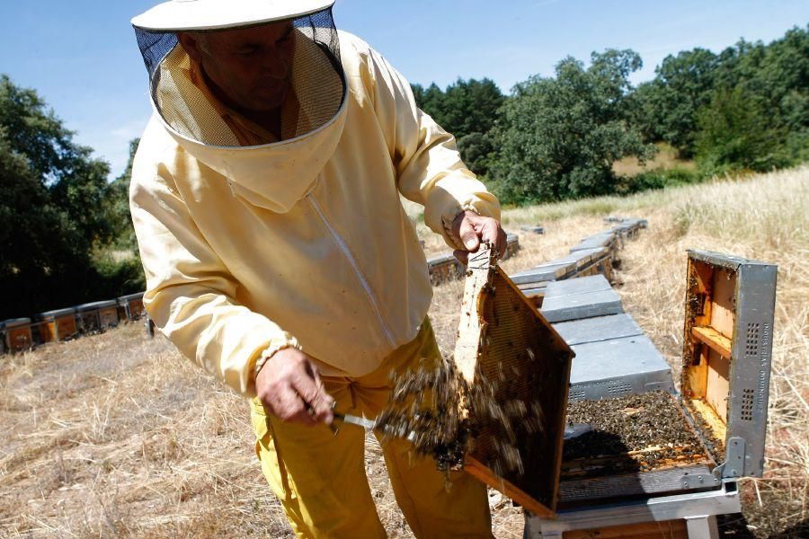 Colmenas con abejas muertas en San Vitero