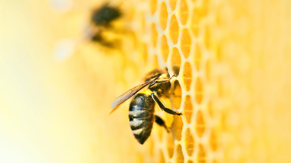 El 20 de mayo se celebra el Día Mundial de la Abeja.