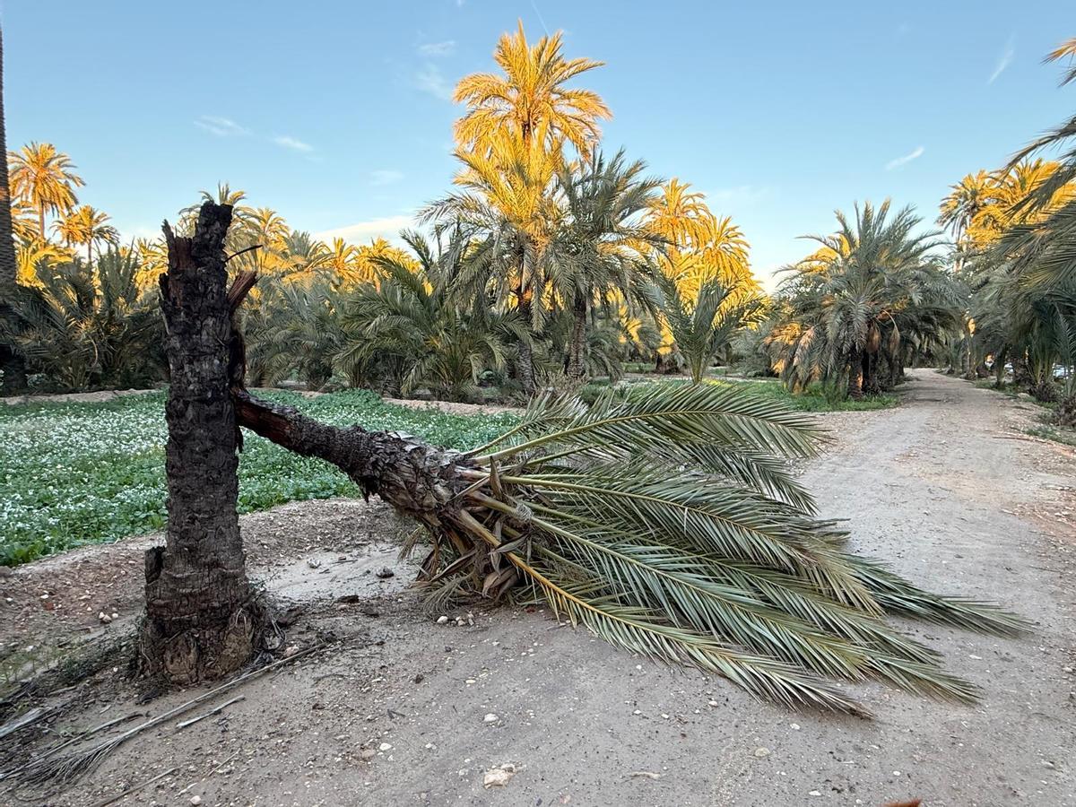 Una palmera partida tras el último temporal en Elche