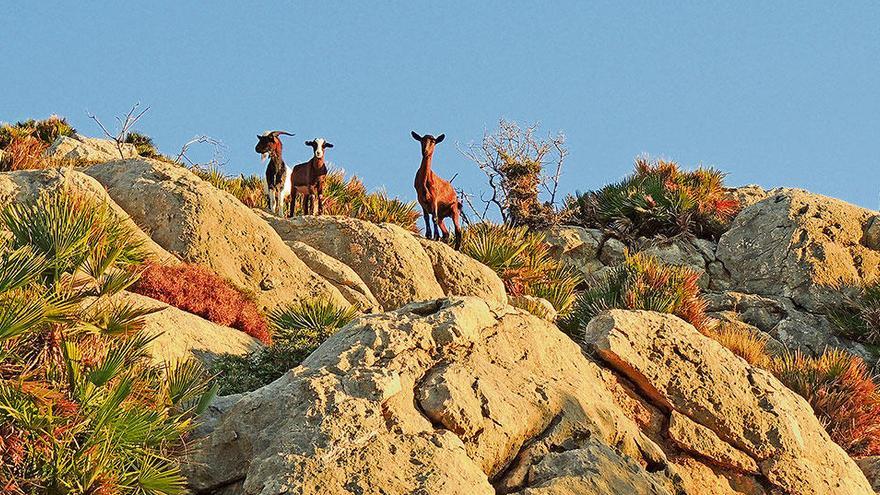 Im Revier der &quot;feinen&quot; Ziegen auf Mallorca wandern