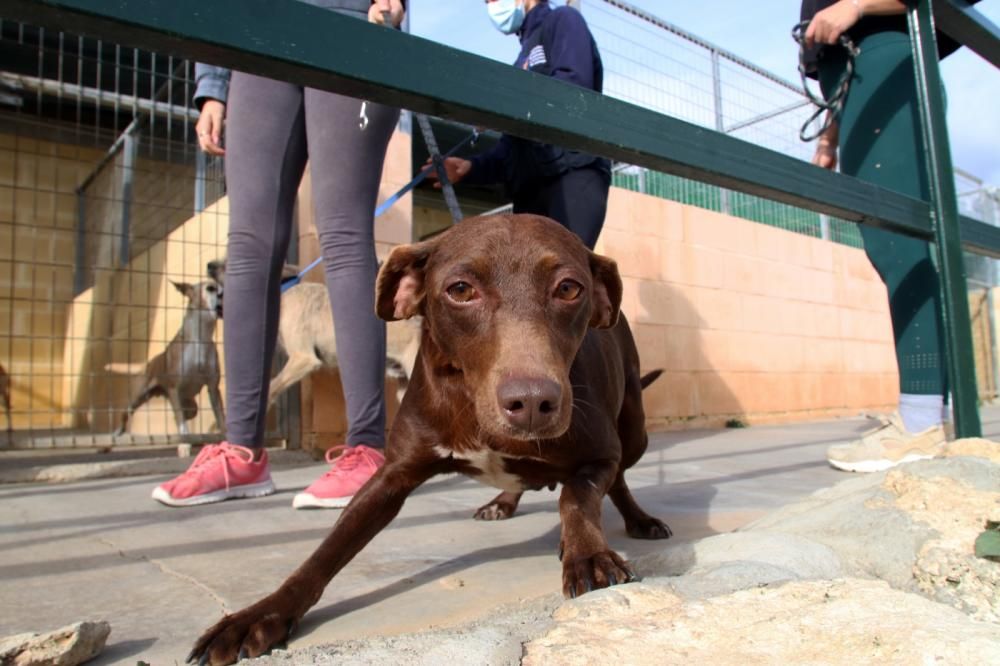 Los ingresos del refugio son destinados a la recuperación y subsistencia de perros y gatos.