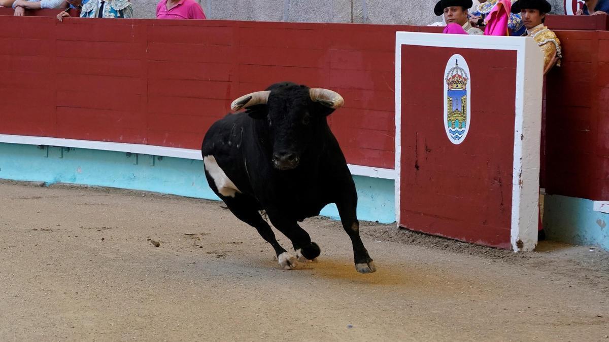 Un toro de Alcurrucén, en la plaza de Pontevedra