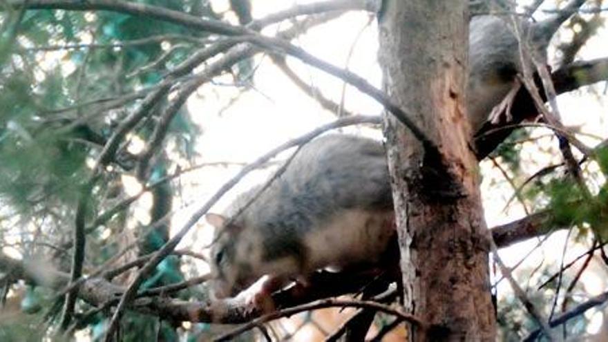 Un dels rosegadors enfilat en un arbre, ahir al capvespre