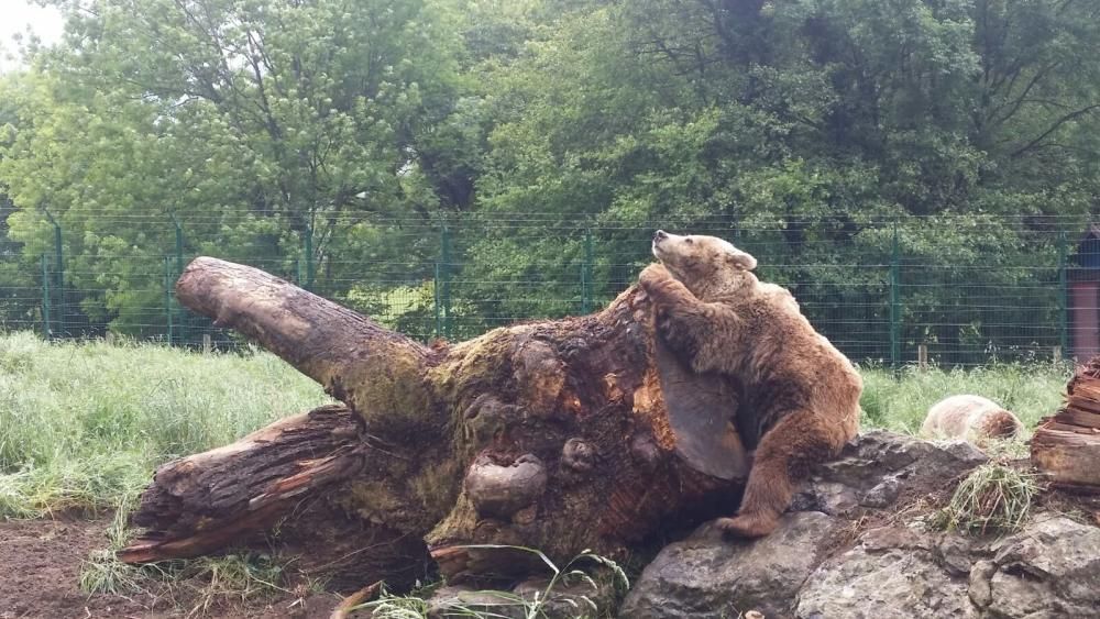 Un parque de atracciones para "Paca" y "Tola"