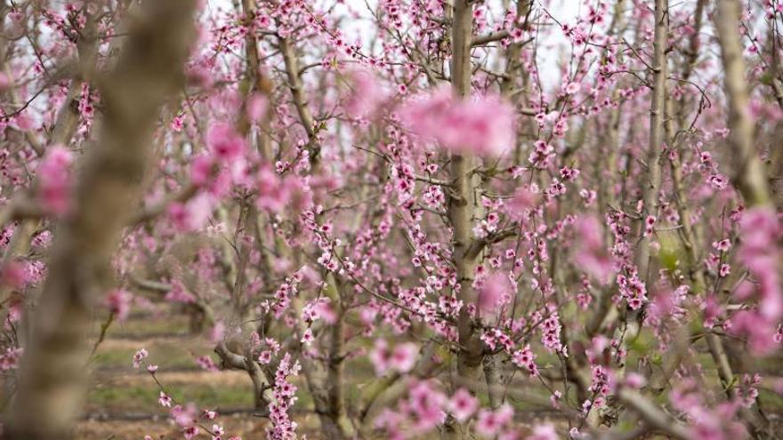 Campos de frutales de Carlet en plena floración en una imagen de principios de marzo. | PERALES IBORRA